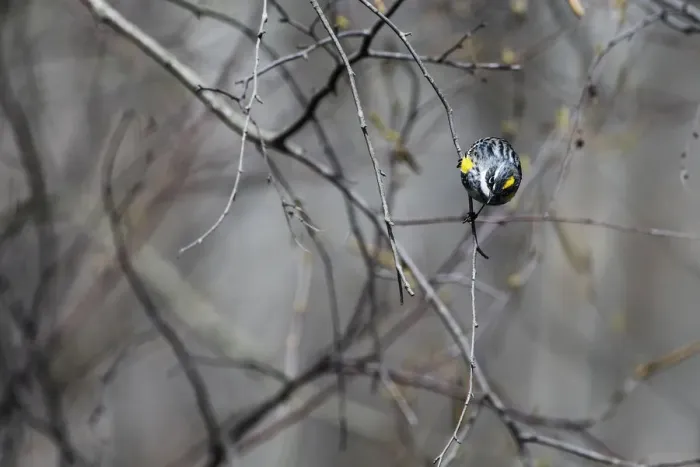 Framed Print : Male yellow-Romped warbler in spring Framed Print : Male yellow-Romped warbler in spring