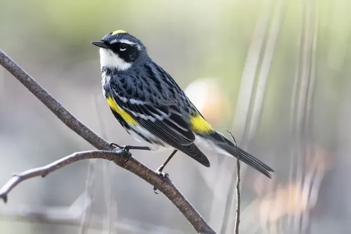 Framed Print : Male yellow-rumped warbler in spring migration