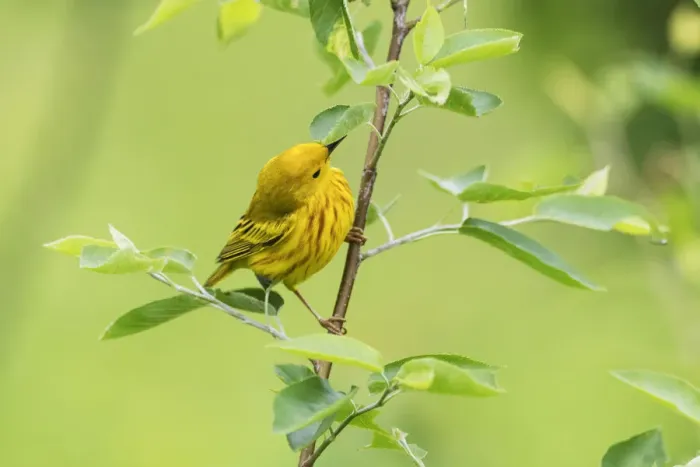 Framed Print : Male yellow warbler in late May