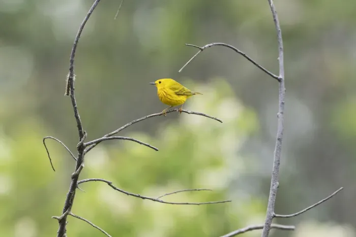 Framed Print : Male yellow warbler in late May