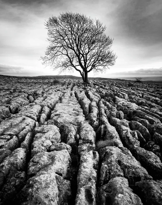 Framed Print : Malham Ash Framed Print : Malham Ash