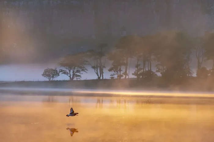 Framed Print : Malham Tarn sunrise with an Oystercatcher. Yorkshire Dales. UK Framed Print : Malham Tarn sunrise with an Oystercatcher. Yorkshire Dales. UK