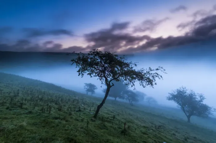 Framed Print : Malham Tree, Yorkshire Dales Framed Print : Malham Tree, Yorkshire Dales