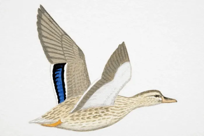 Framed Print : Mallard (Anas platyrhynchos), adult female Framed Print : Mallard (Anas platyrhynchos), adult female