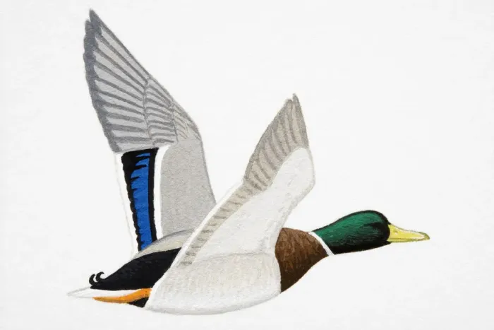 Framed Print : Mallard (Anas platyrhynchos), drake Framed Print : Mallard (Anas platyrhynchos), drake