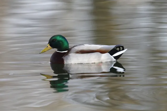 Framed Print : Mallard -Anas platyrhynchos-, drake in breeding plumage, swimming in a pond, Germany, Europe Framed Print : Mallard -Anas platyrhynchos-, drake in breeding plumage, swimming in a pond, Germany, Europe