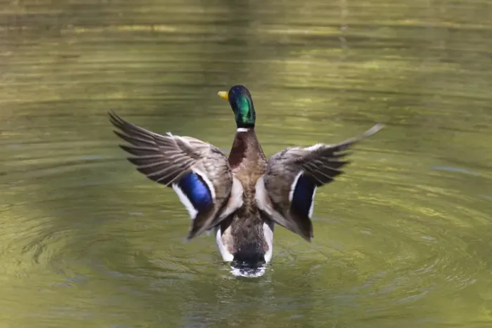 Framed Print : Mallard (Anas platyrhynchos), drake flapping its wings, Bavaria, Germany, Europe Framed Print : Mallard (Anas platyrhynchos), drake flapping its wings, Bavaria, Germany, Europe