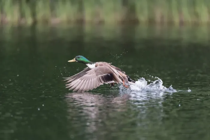 Framed Print : Mallard -Anas platyrhynchos-, male, taking off from a lake, Mecklenburg-Western Pomerania, Germany Framed Print : Mallard -Anas platyrhynchos-, male, taking off from a lake, Mecklenburg-Western Pomerania, Germany