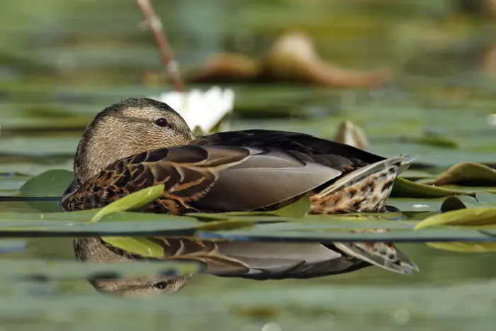 Framed Print : Mallard -Anas platyrhynchos-, resting in a bed of water lilies, with reflection, Leppinsee lake, Mecklenburg-Strelitz district, Mecklenburg-Western Pomerania, Germany, Europe Framed Print : Mallard -Anas platyrhynchos-, resting in a bed of water lilies, with reflection, Leppinsee lake, Mecklenburg-Strelitz district, Mecklenburg-Western Pomerania, Germany, Europe