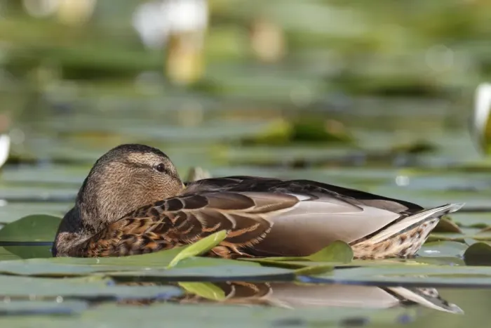 Framed Print : Mallard -Anas platyrhynchos- resting amongst water lilies, Lake Muritz area, Mecklenburg Lake District or Mecklenburg Lakeland, Mecklenburg-Western Pomerania, Germany Framed Print : Mallard -Anas platyrhynchos- resting amongst water lilies, Lake Muritz area, Mecklenburg Lake District or Mecklenburg Lakeland, Mecklenburg-Western Pomerania, Germany