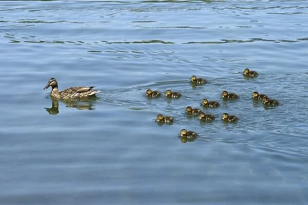 Mallard -Anas platyrhynchos- swimming with ducklings, Lake Lucerne, Luzern, Canton of Lucerne, Switzerland