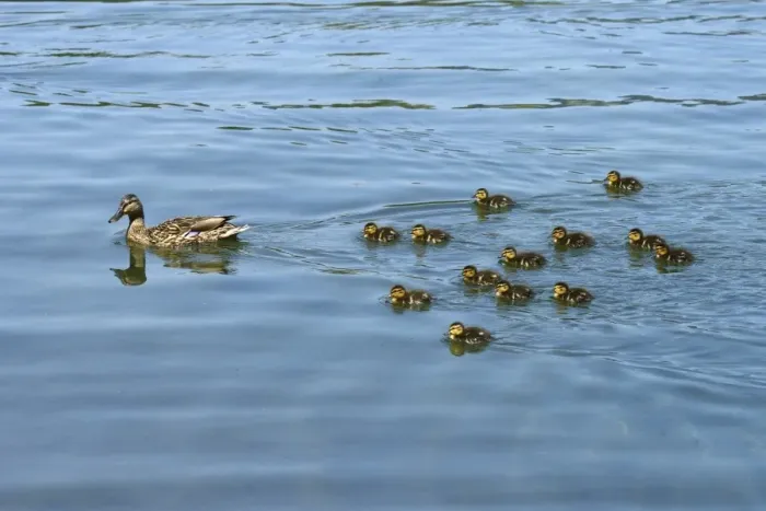 Framed Print : Mallard -Anas platyrhynchos- swimming with ducklings, Lake Lucerne, Luzern, Canton of Lucerne, Switzerland