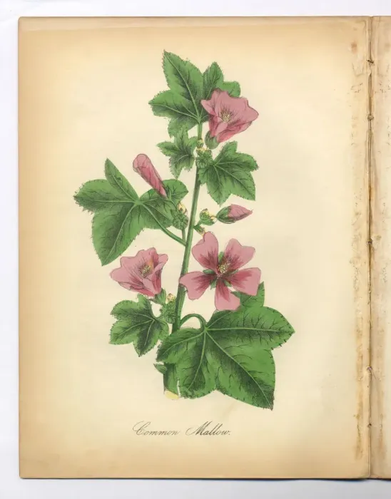Framed Print : Mallow Victorian Botanical Illustration