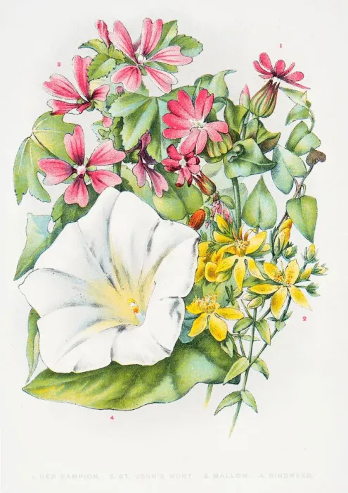 Framed Print : Mallow wild flowers engraving 1898 Framed Print : Mallow wild flowers engraving 1898