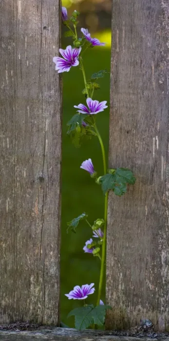 Framed Print : Mallow Zebrina -Malva sylvestris Zebrina - growing next to picket fence, Quebec Province, Canada Framed Print : Mallow Zebrina -Malva sylvestris Zebrina - growing next to picket fence, Quebec Province, Canada