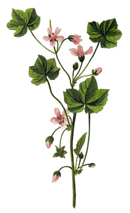Framed Print : Malva neglecta, common mallow Framed Print : Malva neglecta, common mallow