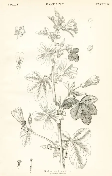 Framed Print : Malva neglecta engraving 1877