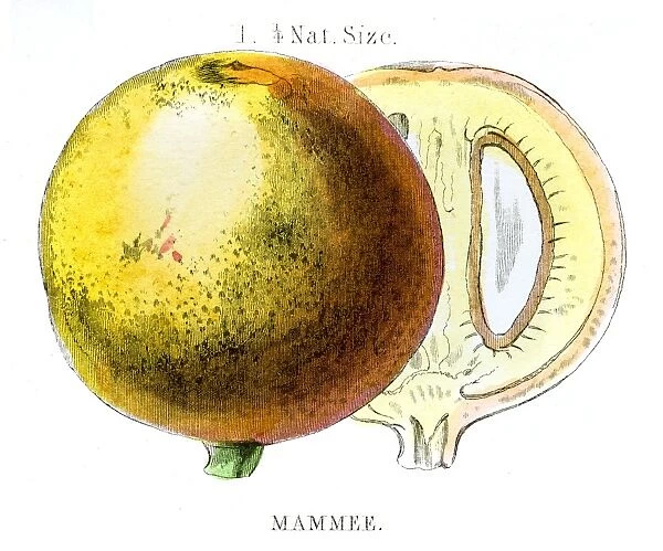Mammee apple african fruit engraving 1857