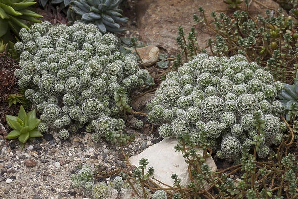 Mammillaria gracilis cactus, native to Mexico
