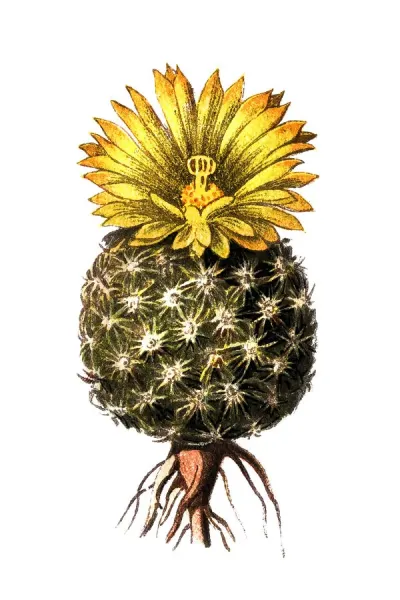 Mammillaria Pectinifera Print - Cactus Illustration. Art Prints, Posters &  Puzzles from Fine Art Storehouse