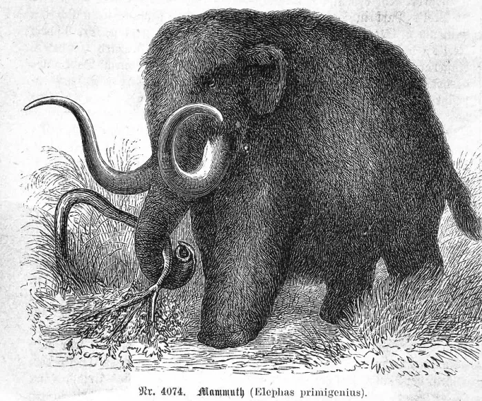 Framed Print : Mammoth. (Original Caption). Mammoth (elephas primigenius)