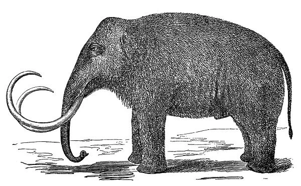 Mammoth (elephas primigenius)