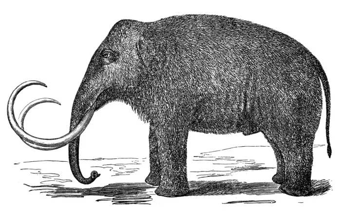 Framed Print : Mammoth (elephas primigenius) Framed Print : Mammoth (elephas primigenius)