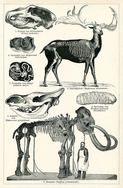 Mammoth and giant deer skeleton in museum 1898