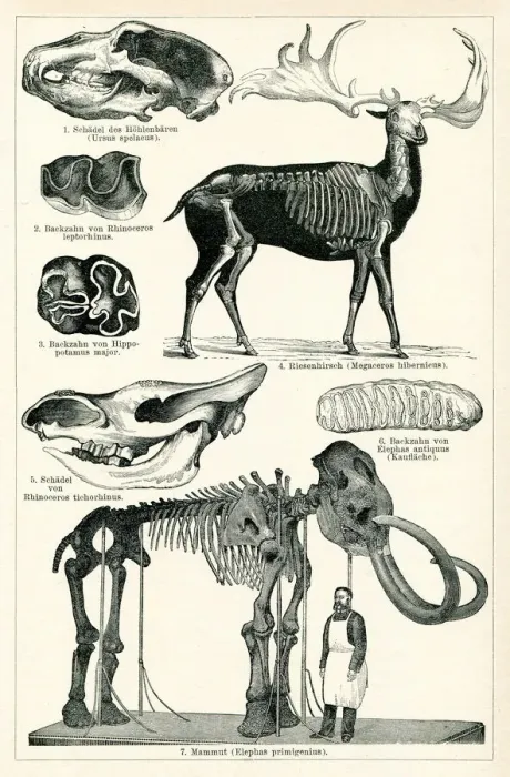 Framed Print : Mammoth and giant deer skeleton in museum 1898