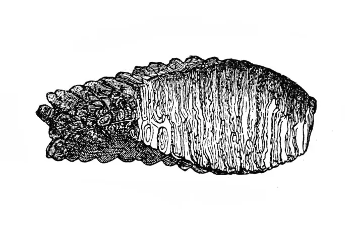 Framed Print : Mammoth molars, a grinding tooth at the back of a mammals mouth