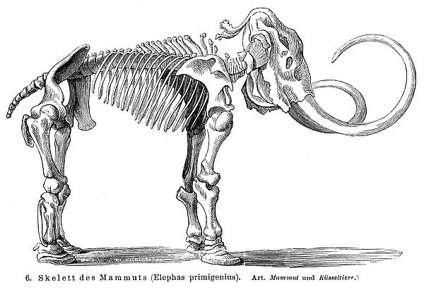 Mammoth skeleton engraving 1895
