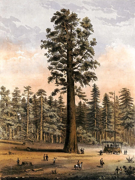 Mammoth Tree Grove of Calaveras County, California