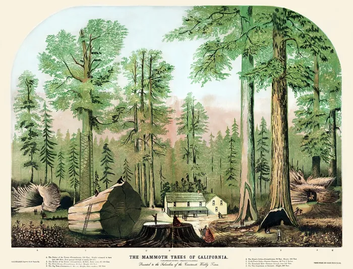 Framed Print : The mammoth trees of California Framed Print : The mammoth trees of California