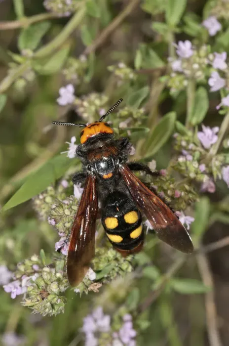 Framed Print : Mammoth wasp -Megascolia maculata flavifrons- searching for nectar on a thyme bush, near Lake Kerkini, Greece, Europe Framed Print : Mammoth wasp -Megascolia maculata flavifrons- searching for nectar on a thyme bush, near Lake Kerkini, Greece, Europe