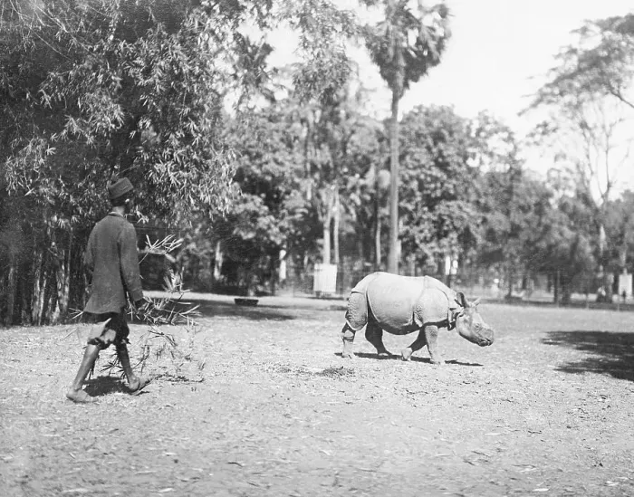 Framed Print : Man Attempting to Catch a Rhinoceros