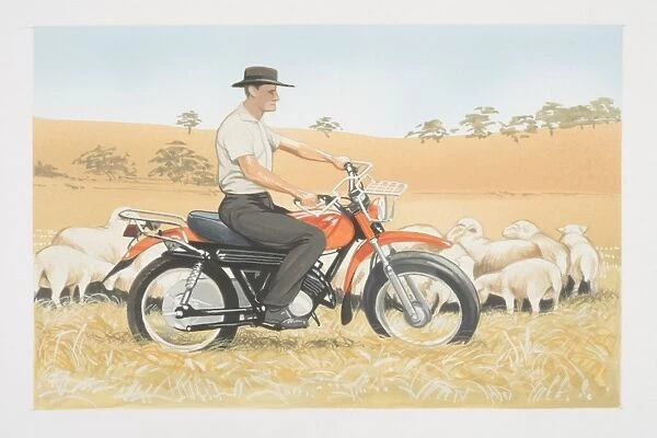 Man on bike riding in field rounding sheep