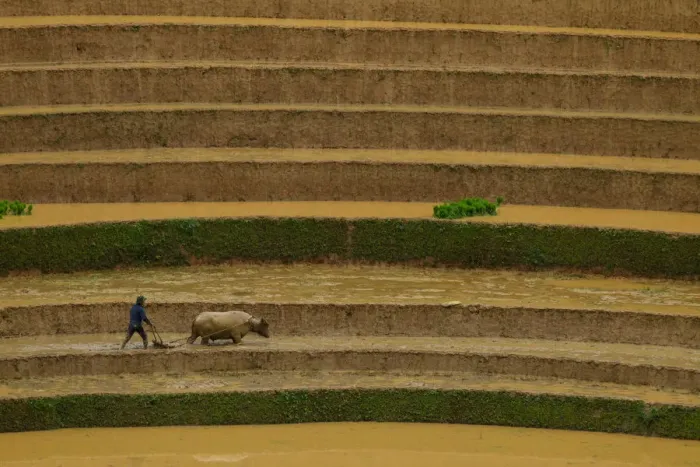 Framed Print : Man with buffalo in rice terrace paddies in North Vietnam Framed Print : Man with buffalo in rice terrace paddies in North Vietnam