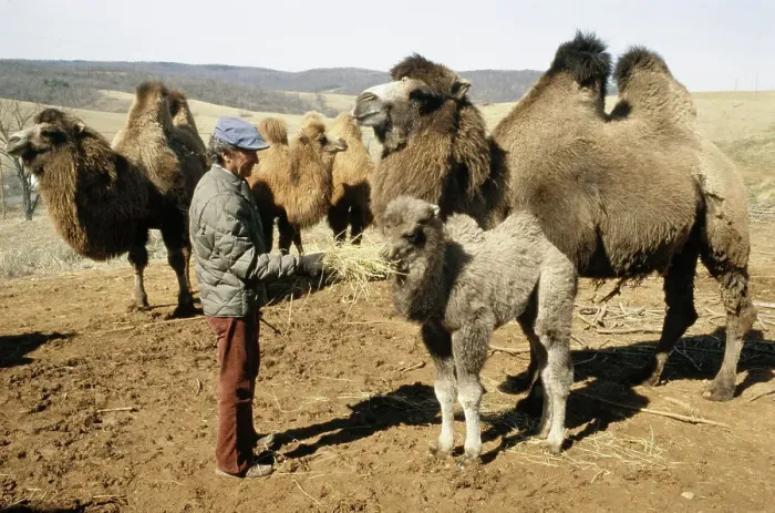 Framed Print : Man With Camels In Virginia Framed Print : Man With Camels In Virginia
