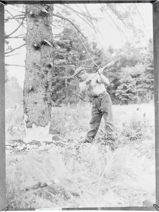 Framed Print : Man Chopping Tree Down Framed Print : Man Chopping Tree Down