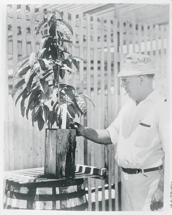 Framed Print : Man Displaying Tree Framed Print : Man Displaying Tree