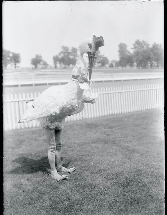 Framed Print : Man Dressed up as Stork Framed Print : Man Dressed up as Stork