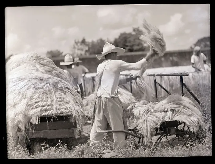 Framed Print : Man Drying Henequin Leaves Framed Print : Man Drying Henequin Leaves