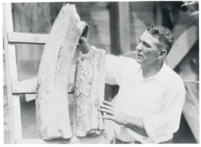 Framed Print : Man Examining Ancient Tusk Framed Print : Man Examining Ancient Tusk