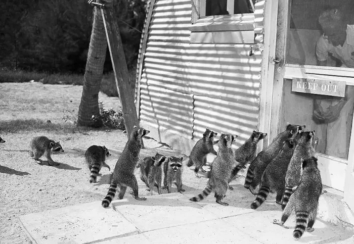 Framed Print : Man Feeding Group of Raccoons Framed Print : Man Feeding Group of Raccoons