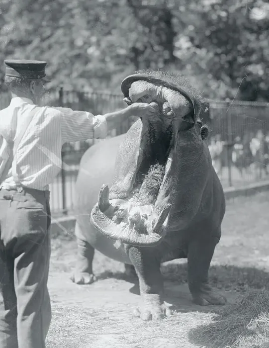 Framed Print : Man Feeding Hippopotamus Framed Print : Man Feeding Hippopotamus
