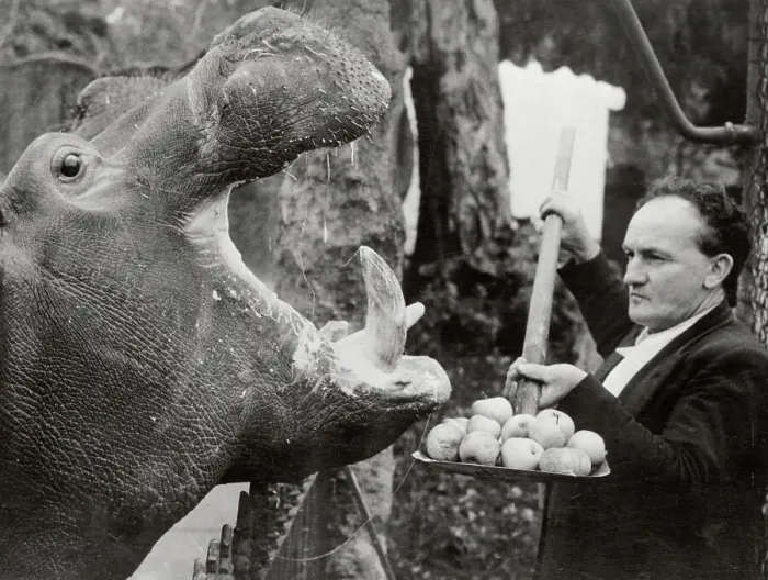 Framed Print : Man Feeding Hippopotamus Apples Framed Print : Man Feeding Hippopotamus Apples