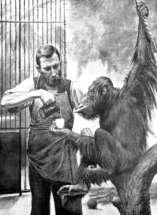 Framed Print : Man feeding an orangutan with milk Framed Print : Man feeding an orangutan with milk