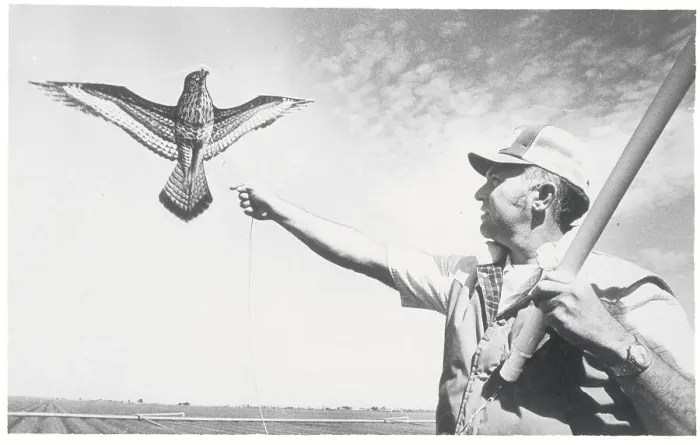 Framed Print : Man Flying Kite to Deter Flocks of Birds Framed Print : Man Flying Kite to Deter Flocks of Birds