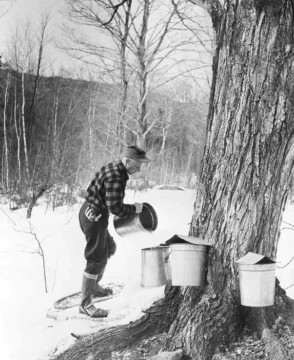 Framed Print : Man Gathering Sap from Maple Tree Framed Print : Man Gathering Sap from Maple Tree