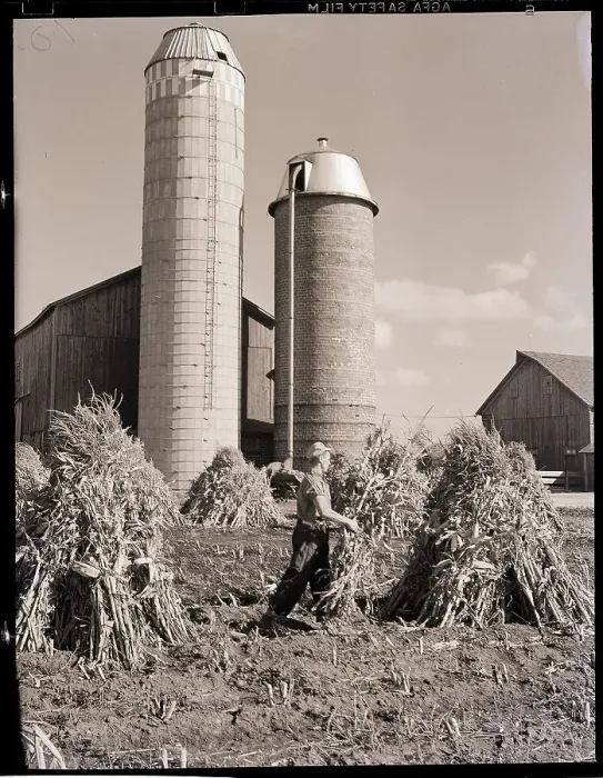 Framed Print : Man Gathering Shucks of Corn Framed Print : Man Gathering Shucks of Corn